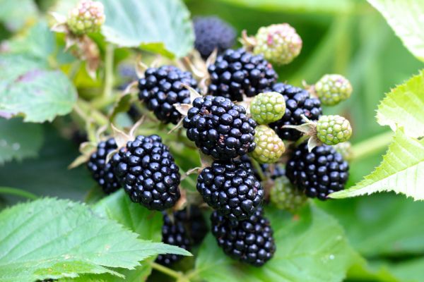 Blackberry Bush Removal in Los Gatos