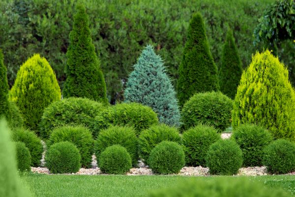Bush Shaping Service in Los Gatos
