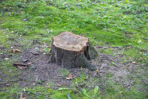 Bush Stump Removal in Los Gatos