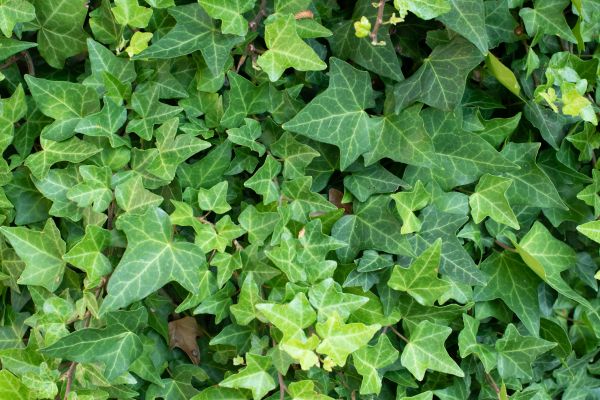 Cost of English Ivy Removal in Los Gatos