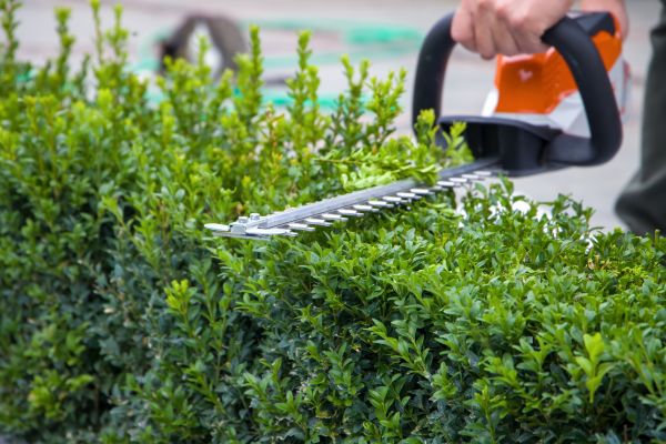 Hedge Pruning in Los Gatos