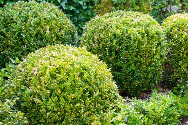 Cost of Landscape Trimming Service in Los Gatos