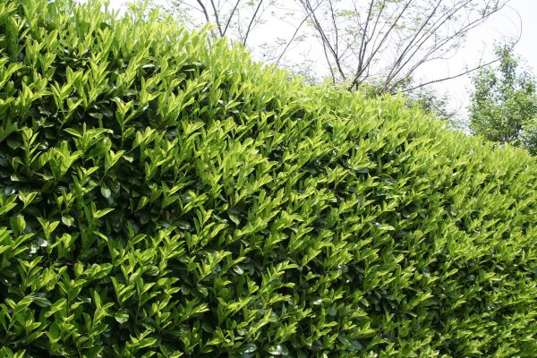 Cost of Laurel Removal in Los Gatos