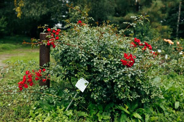 Rose Bush Removal in Los Gatos