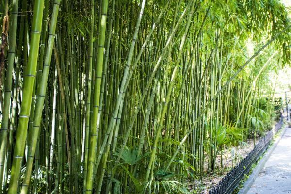 Bamboo Root Removal in Los Gatos