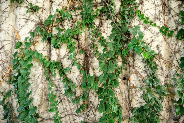 Vine Removal Service in Los Gatos