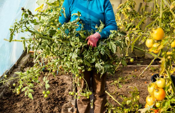 Cost of Garden Plant Removal in Los Gatos
