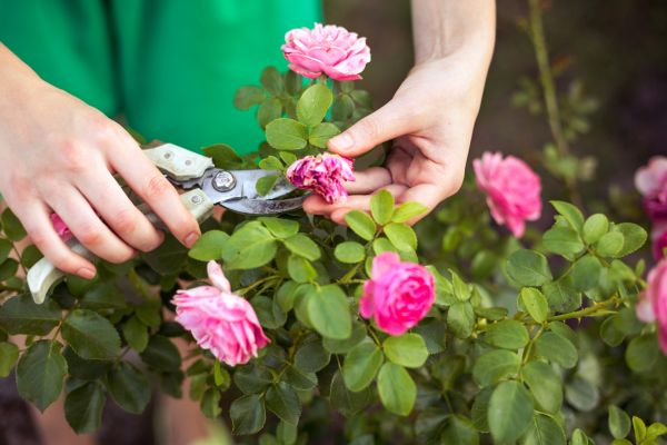 Cost of Rose Shearing in Los Gatos
