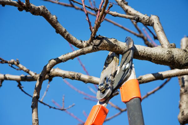 Cost of Selective Pruning in Los Gatos