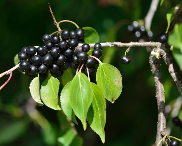Buckthorn Removal in Los Gatos