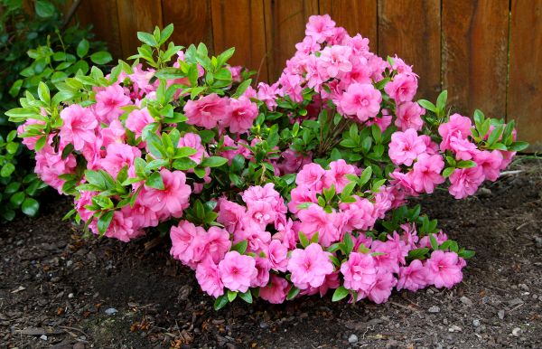 Cost of Azaleas Removal in Los Gatos