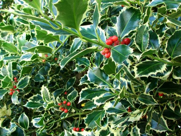 Holly Bushes Trimming in Los Gatos