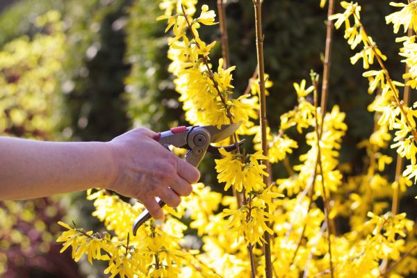 Forsythia Pruning in Los Gatos