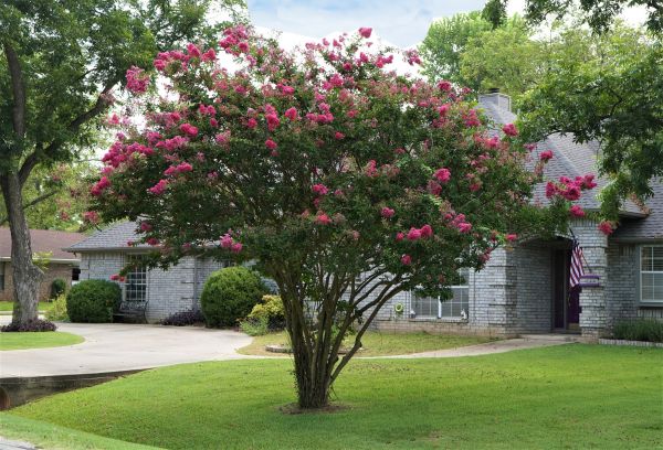 Crepe Myrtle Trimming in Los Gatos
