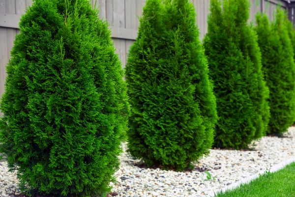 Arborvitae Removal in Los Gatos