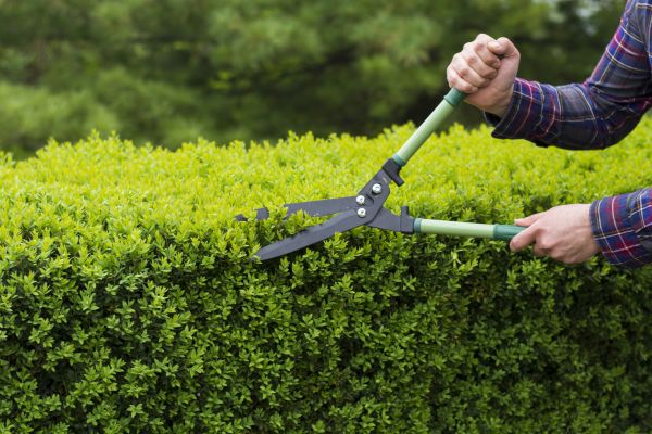 Cost of Evergreen Shrub Pruning in Los Gatos