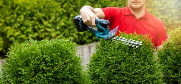 Cost of Hedge Shaping Service in Los Gatos