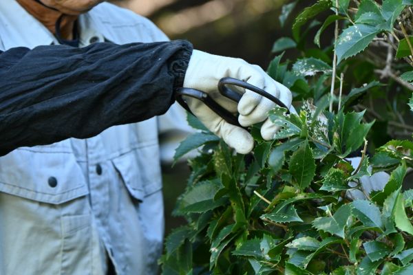 Holly Pruning in Los Gatos