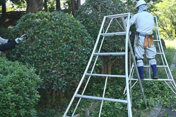 Holly Shaping in Los Gatos