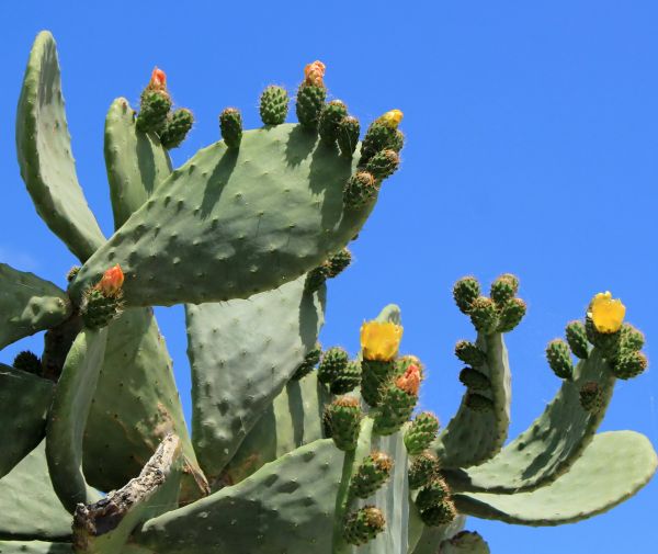 Cost of Cactus Removal in Los Gatos