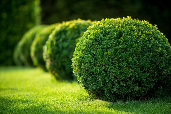 Boxwood Shaping in Los Gatos
