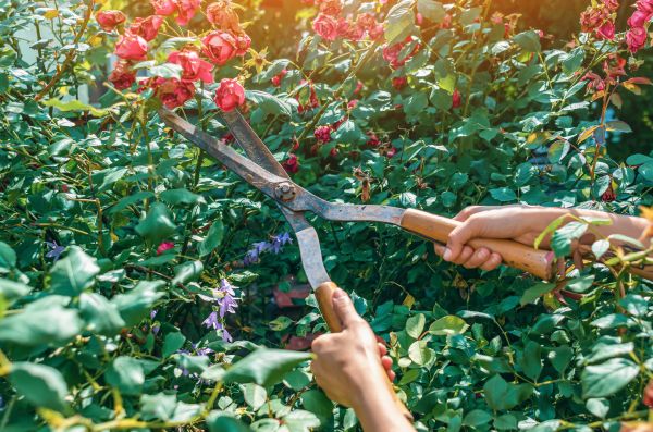 Knockout Roses Pruning in Los Gatos
