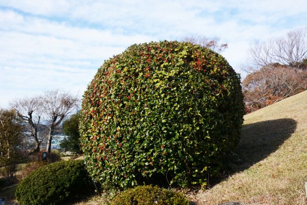 Holly Shrub Pruning in Los Gatos