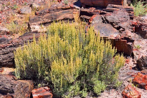 Cost of Sagebrush Removal in Los Gatos