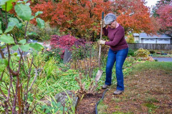 Cost of Dead Bush Removal in Los Gatos