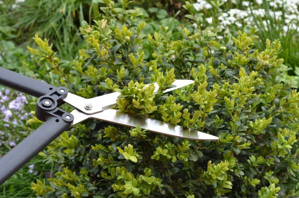 Boxwood Trimming in Los Gatos