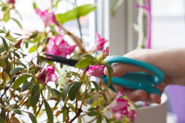Azalea Pruning in Los Gatos