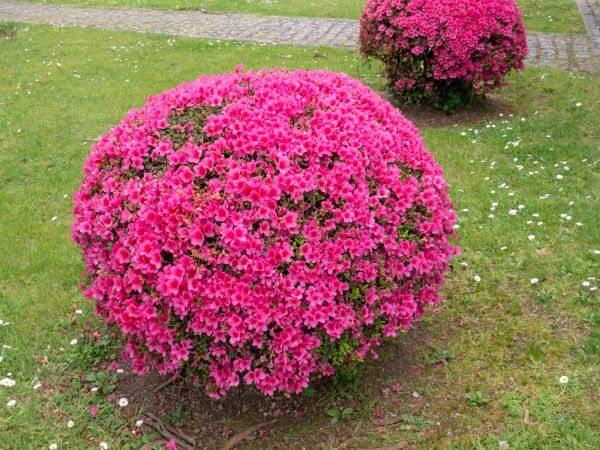 Rhododendron Pruning in Los Gatos