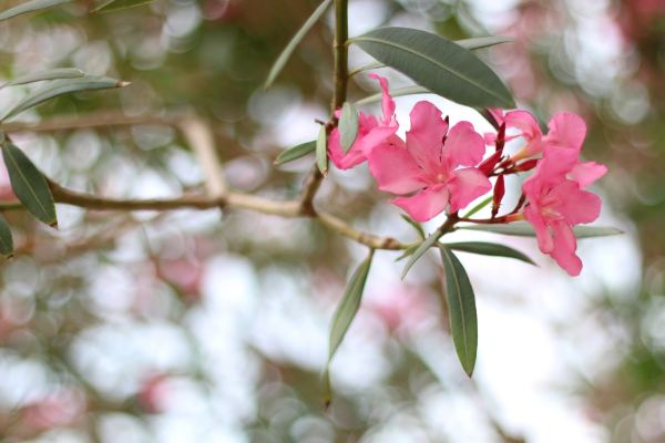 Cost of Oleander Removal in Los Gatos