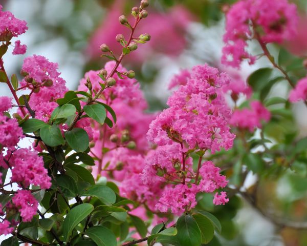 Crepe Myrtle Removal in Los Gatos