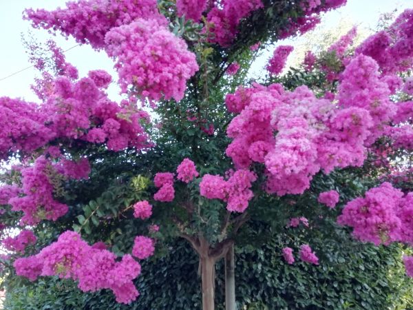 Crape Myrtle Pruning in Los Gatos