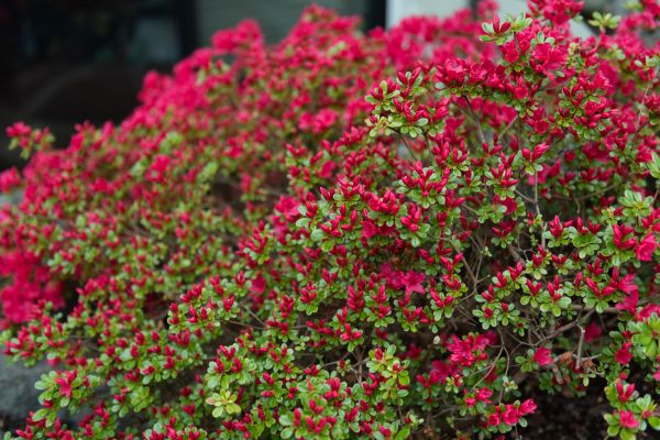Weigela Removal Service in Los Gatos