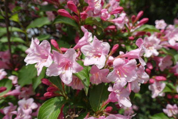 Cost of Weigela Pruning Service in Los Gatos