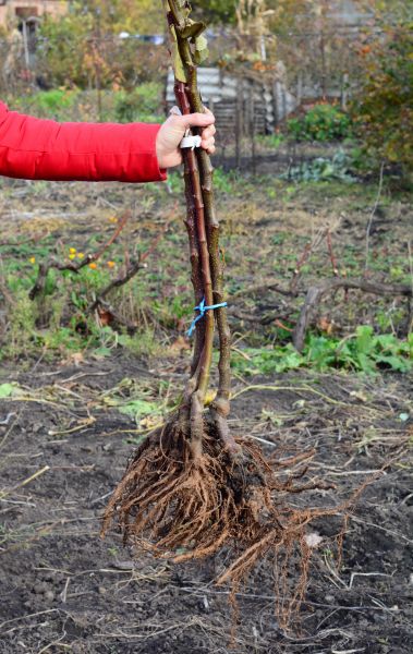 Cost of Shrub Root Removal in Los Gatos