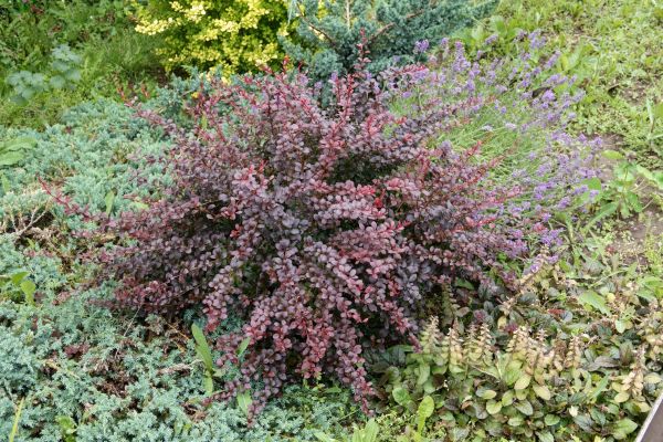 Cost of Japanese Barberry Removal in Los Gatos