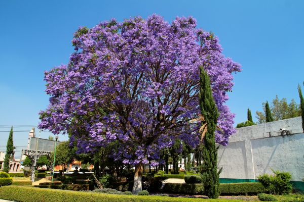 Cost of Jacaranda Pruning in Los Gatos