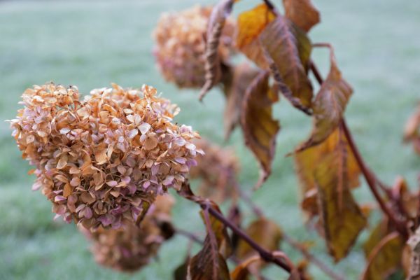 Cost of Hydrangea Removal in Los Gatos