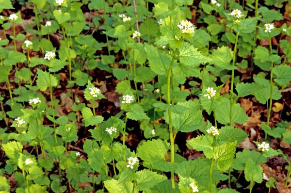 Cost of Garlic Mustard Removal in Los Gatos