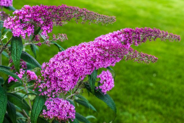 Cost of Butterfly Bush Removal in Los Gatos