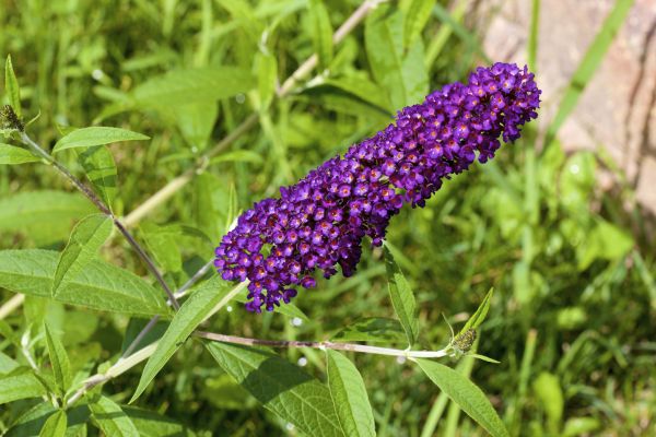 Butterfly Bush Pruning in Los Gatos