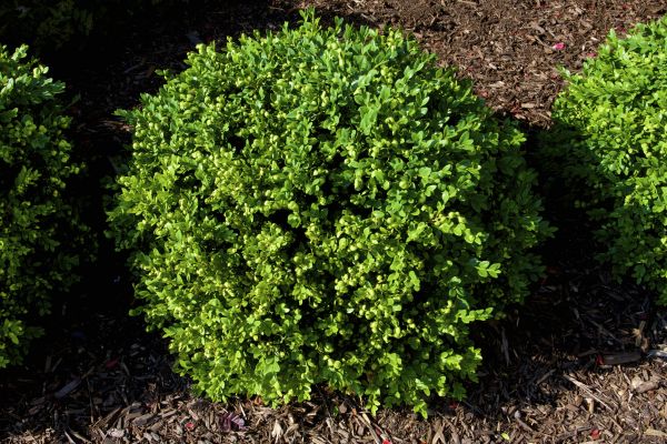 Cost of Boxwood Removal in Los Gatos