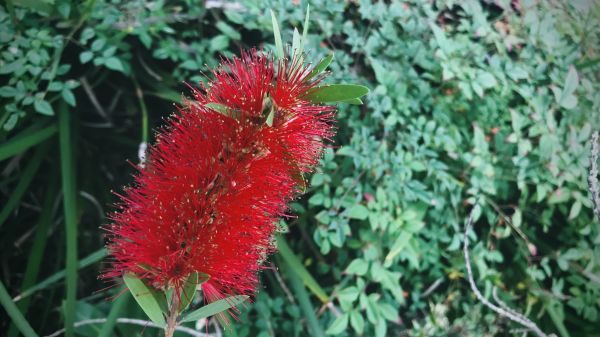 Cost of Bottlebrush Pruning in Los Gatos