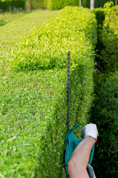 Hedge Trimming in Los Gatos