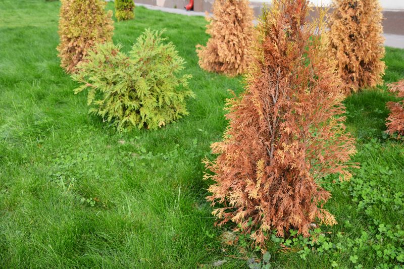 Arborvitae Pruning