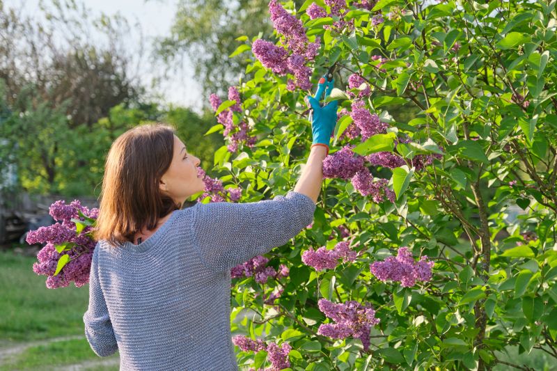 Honeysuckle Trimming