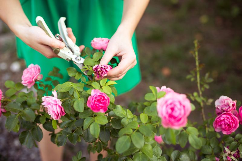 Rose Pruning Service